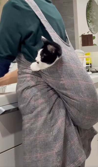 おんぶされる猫2