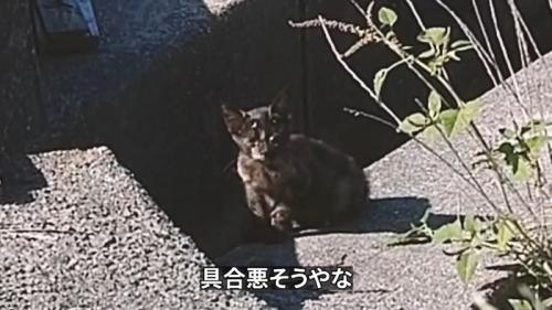 座っている子猫