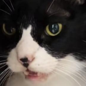 爪を切られて『怒っていた猫』→様子を確かめに行ったら……「目が語ってるｗ」「可愛すぎて笑った」思わず笑ってしまう瞬間が16万再生