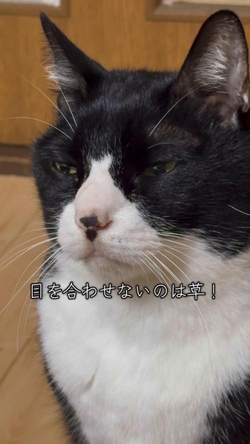 ご飯を盗み食いした猫さん