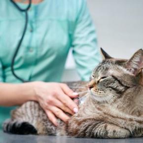 タイ国内で初　心臓病の猫に「ペースメーカー」を装着する大手術が成功　今後の高度医療に期待高まる