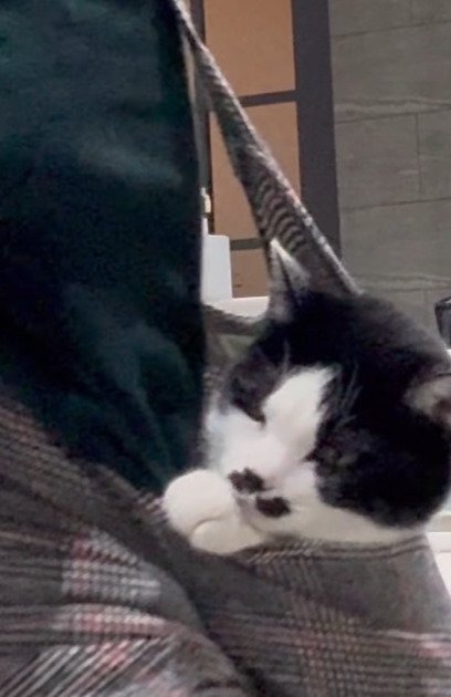 おんぶされる猫のアップ