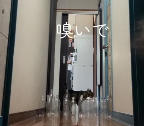 ペットボトルの匂いを嗅ぐキジトラ猫（嗅いで）