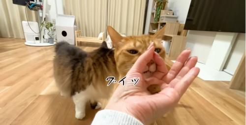 輪っかに顔を突っ込むまるとらさん