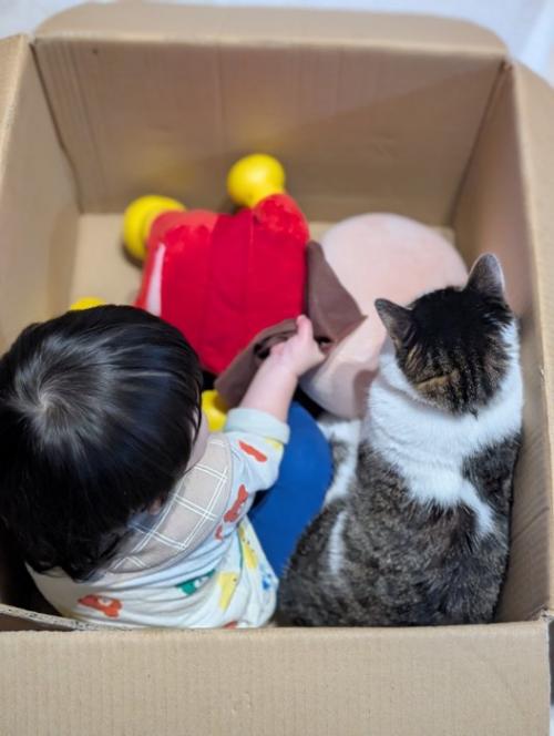 箱に入っている子どもと猫