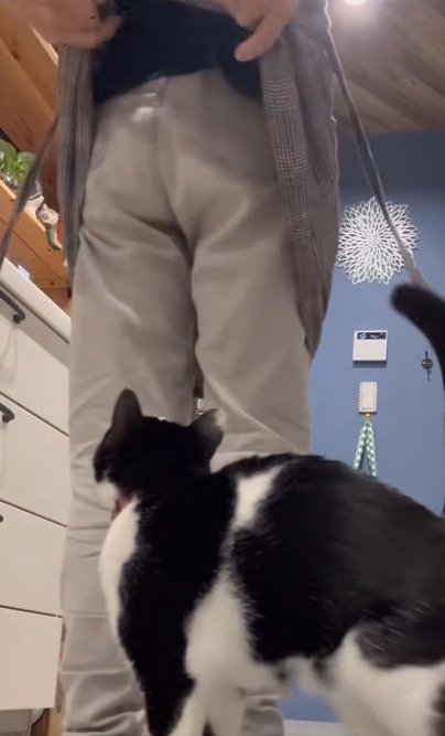 飼い主の背中を見る猫