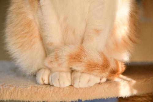 しっぽを巻き付ける猫