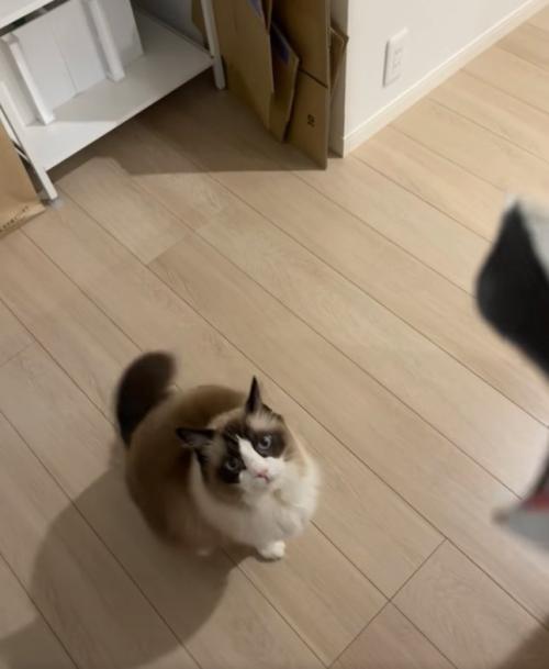 お座りしている猫