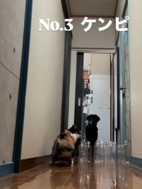 廊下の奥から歩いて来る大型犬