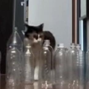 廊下に空のペットボトルを並べたら、『猫と大型犬』は……衝撃的な結末に爆笑する人続出「オチを理解してるｗ」「期待を裏切らない」