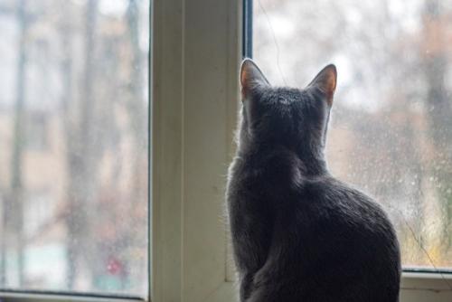 窓を見つめる猫