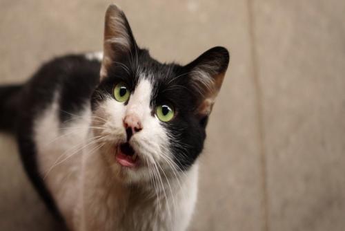 鳴く猫