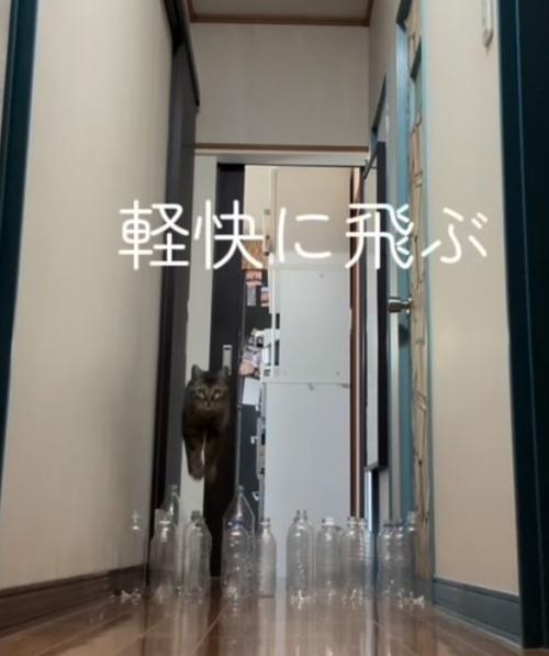 ジャンプするキジトラ猫（軽快に飛ぶ）