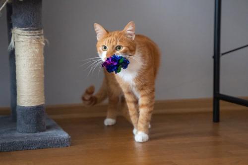 おもちゃをくわえて歩く猫