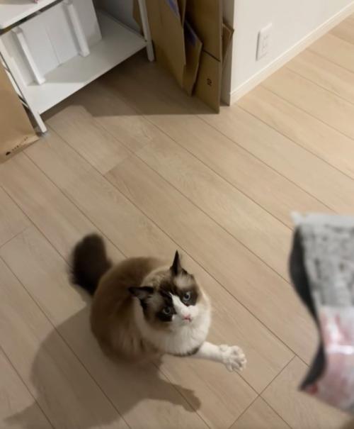 右前足を前に伸ばしながら開いている猫