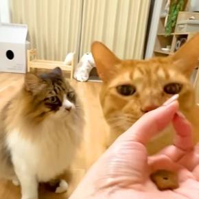 野良時代を生き抜いた２匹のネコ→SNSで話題の『賢さチェック』をした結果…『意外な光景』が話題「ポンコツだったｗｗ」「必死な顔がｗ」