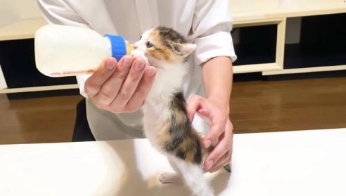 立ってミルクを飲むミケ子猫