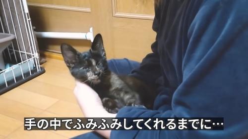 抱っこされる猫