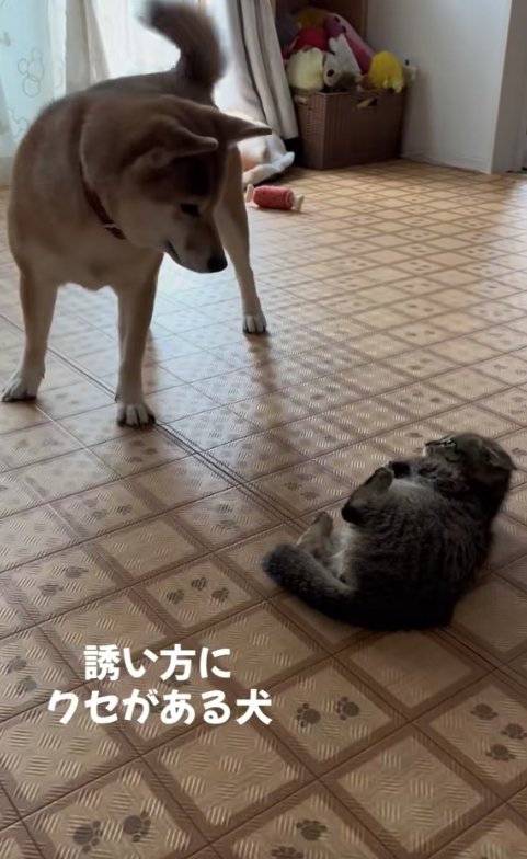 横になる子猫を立って見下ろしている柴犬