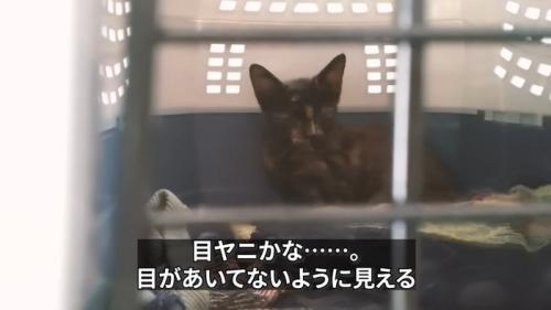 キャリーの奥にいる子猫