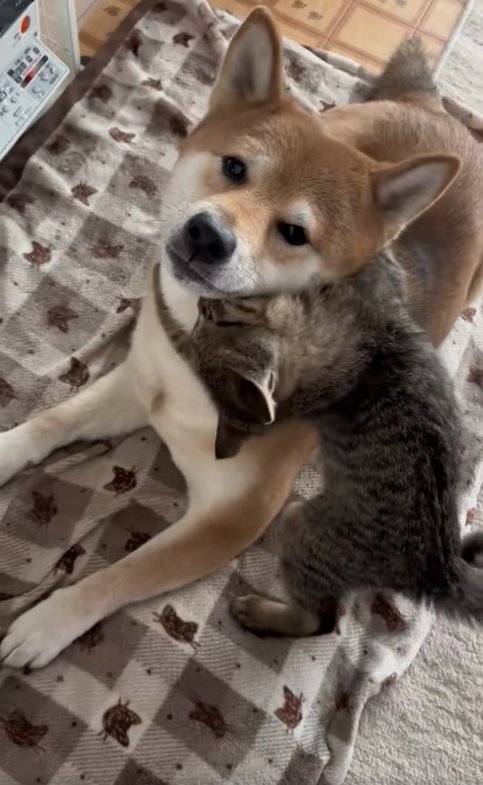 柴犬の喉元に噛みついている子猫