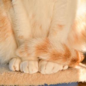 猫の『しっぽ』の動きから読み取れる心理5選　見逃せない感情サインとは？