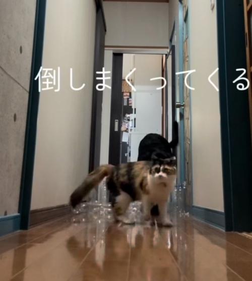 大型犬の前を三毛猫が歩いている