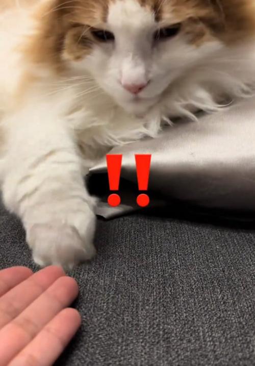 手を離す猫