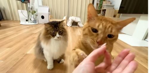 飼い主さんの手に前足を置くまるとらさん