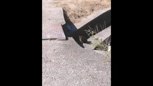 外にいる1匹の子猫