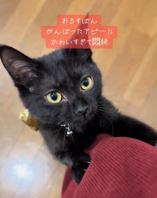 足に上ろうとする猫