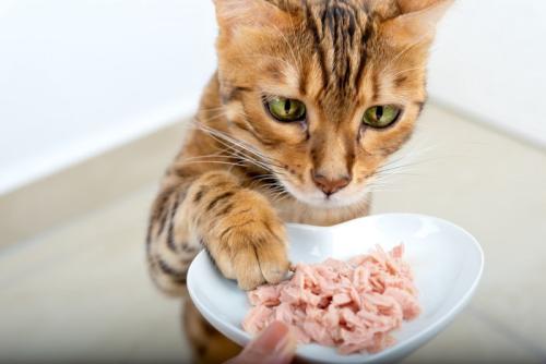 ご飯を欲しがる猫