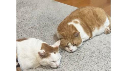 眠る猫