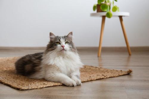 マットの上で見上げている猫