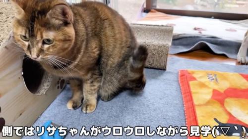 テロップ「側ではリサちゃんが～」