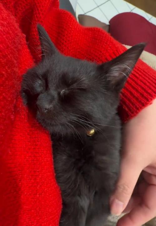 眠る猫