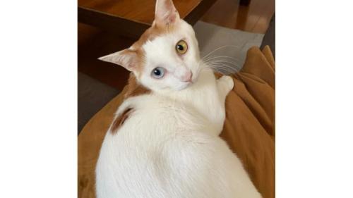 膝に座る猫
