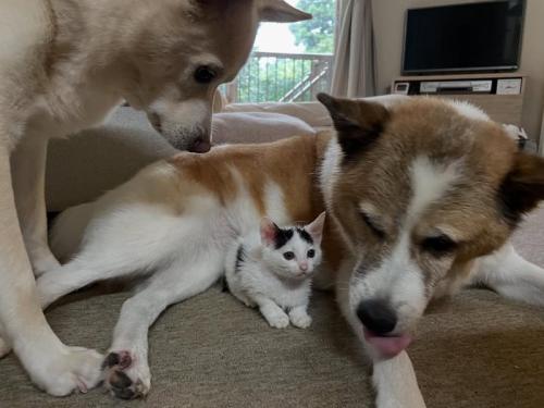 前を見て固まる子猫