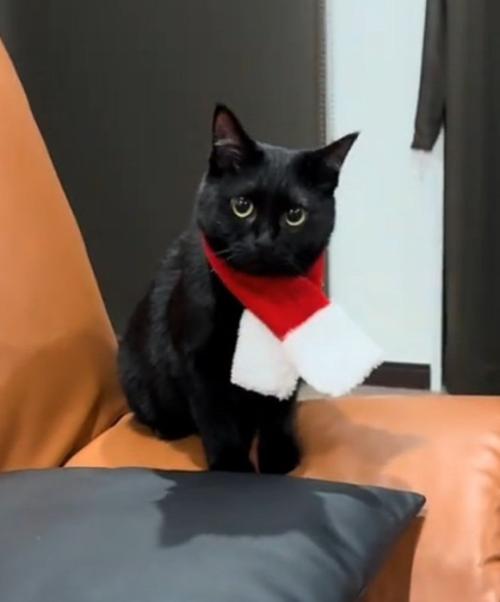 上目遣いの猫