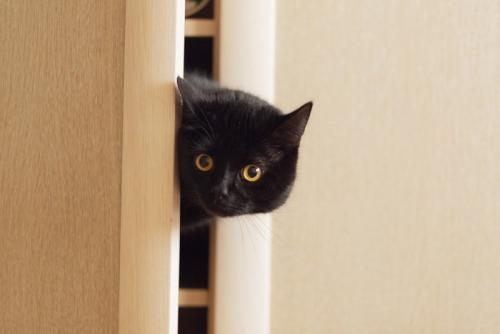 棚の隙間に乗る猫