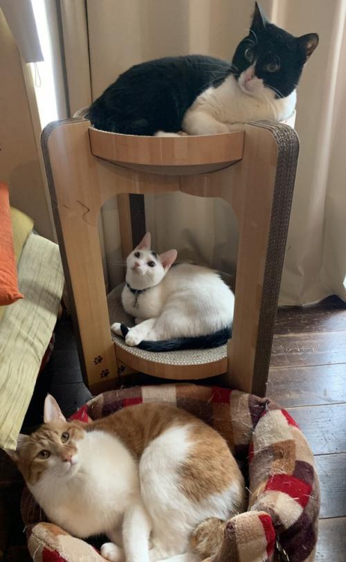 キャットタワーでくつろぐ黒白ハチワレ猫＆白ハチワレ猫とベッドでくつろぐ茶白猫
