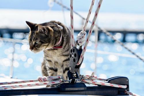船の上の猫