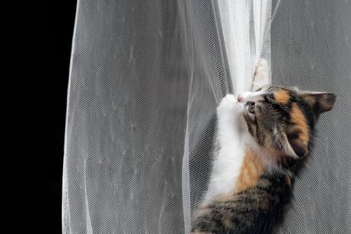 カーテンを登る猫
