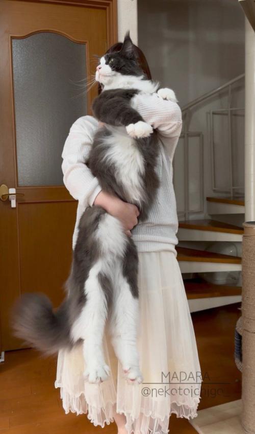 猫を縦に抱っこする飼い主