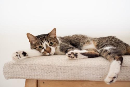 リラックス中の猫