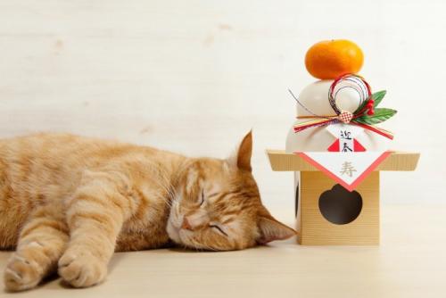 鏡餅の横で眠る猫