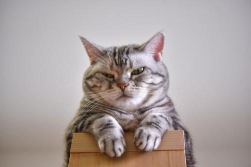 イタズラっ子の猫