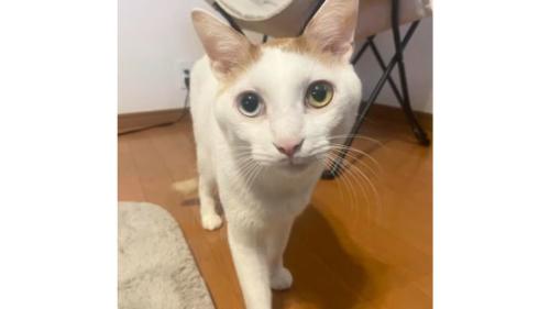 室内にいる猫