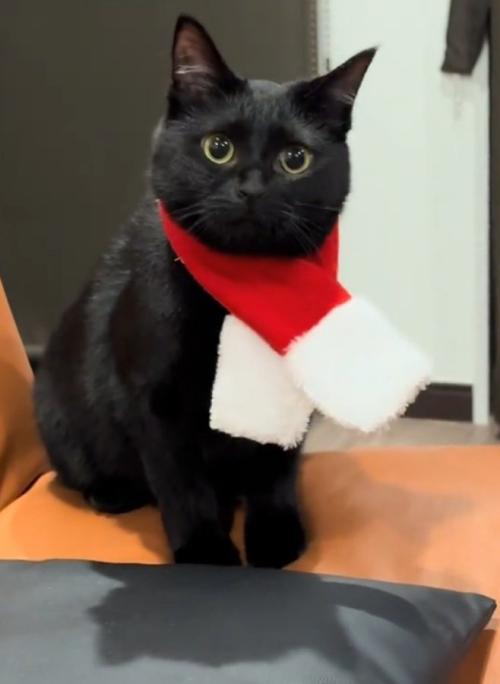 凝視する猫