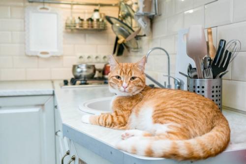 キッチンに乗る猫